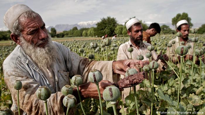 رغم وعود طالبان.. الأفيون يزدهر في أفغانستان