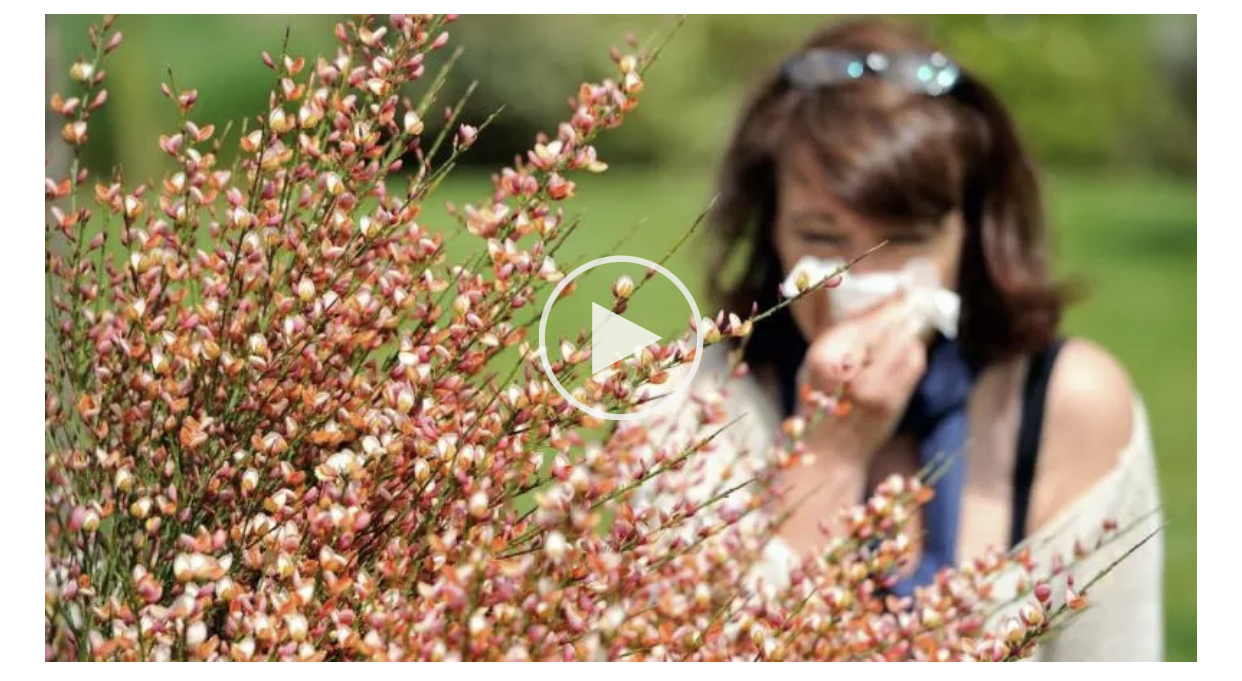 “حمى القش” في الربيع… إليكم أبرز النباتات والأشجار التي تسبّبها