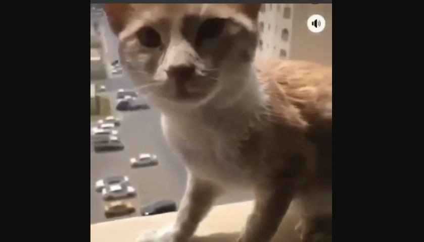 شاب عراقي يثير غضباً واسعاً بعد قتله قطة عن طريق رميها من بناية سكنية (فيديو)